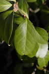 Climbing euonymus